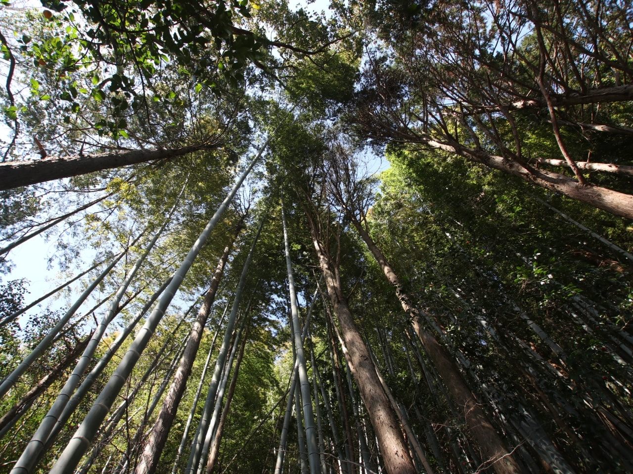 guesthouse Usagi forest