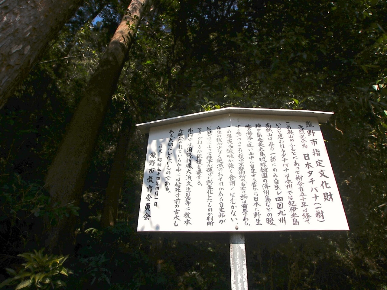 天然記念物日本タチバナの案内